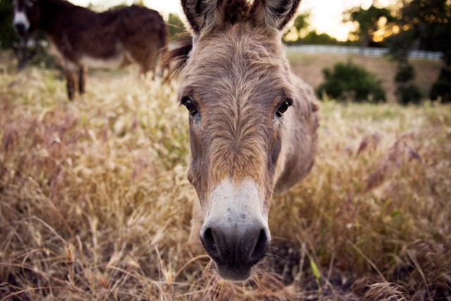 God Can Use Any Old Ass to Do Great Things: A Lesson from Balaam’s Donkey